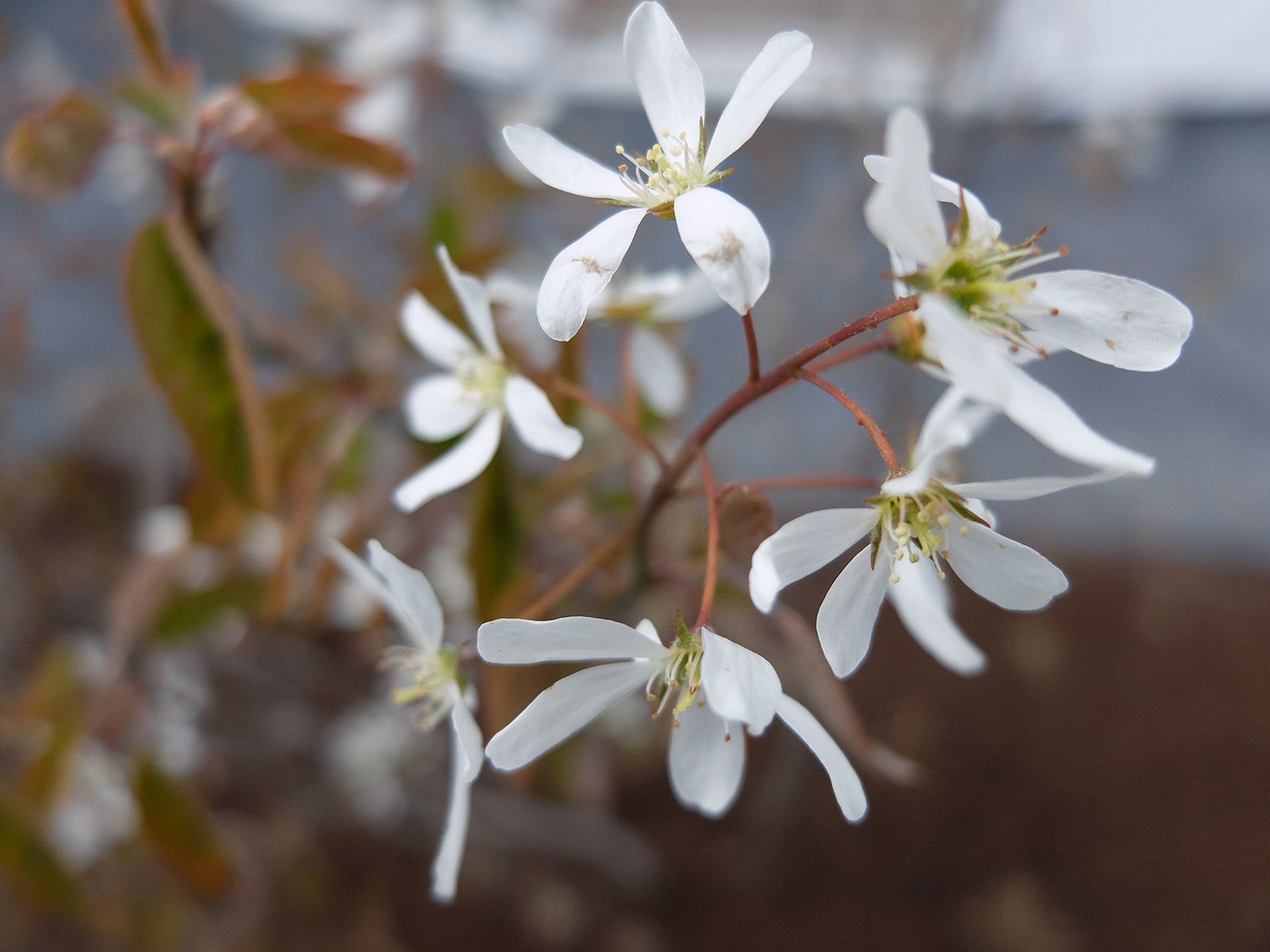 Amelanchier / krentenboom in bloei