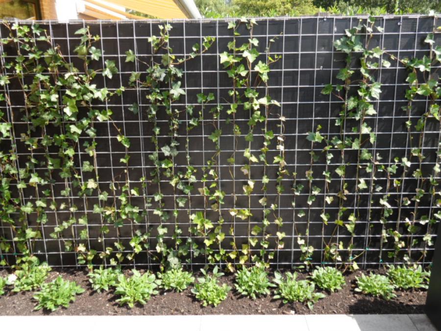 07 Tuinafscheiding hedra capelle