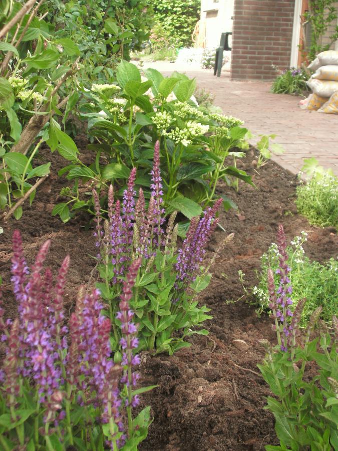 01 Beplanting Vijfhuizen