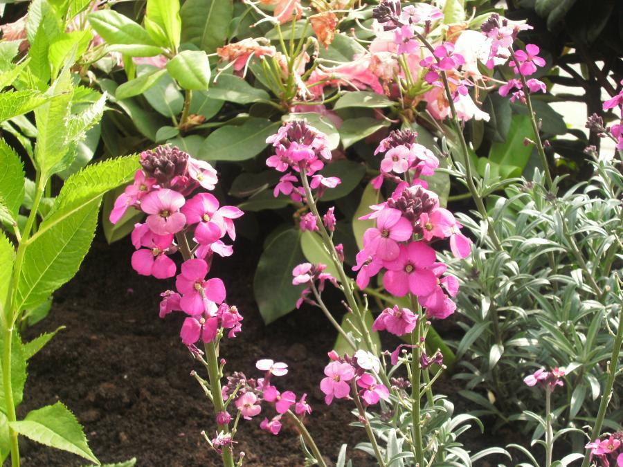 02 Bloeiende planten Vijfhuizen