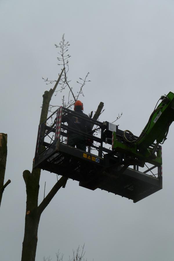 01 Bomen rooien Boxmeer 1