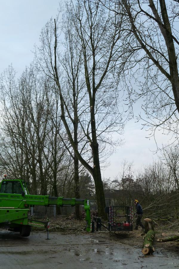 02 Bomen rooien Boxmeer 2