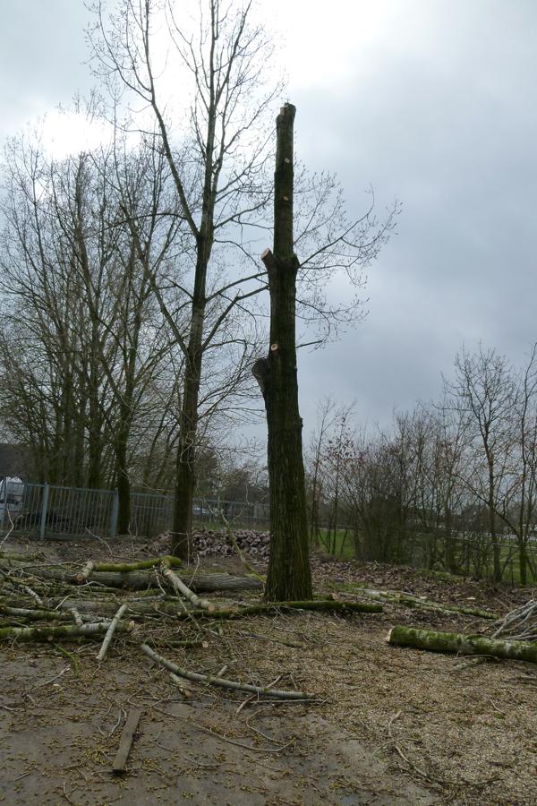 03 Bomen rooien Boxmeer 3