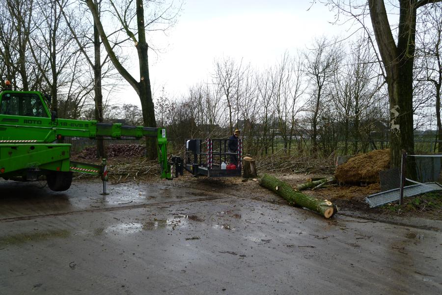 04 Bomen rooien Boxmeer 4