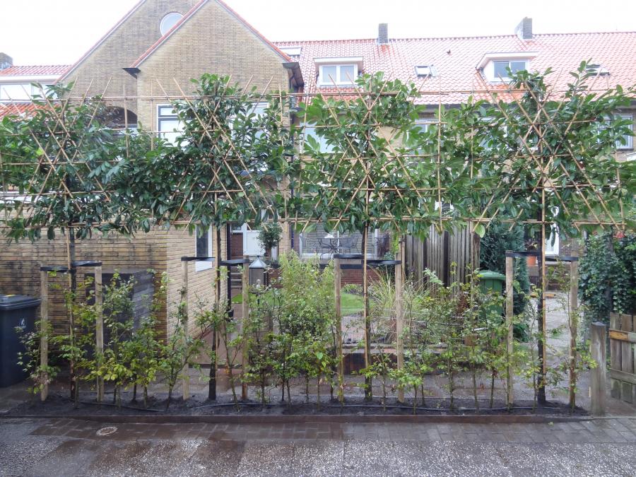 04 Tuinaanleg met beukenhaag met laprunnussen