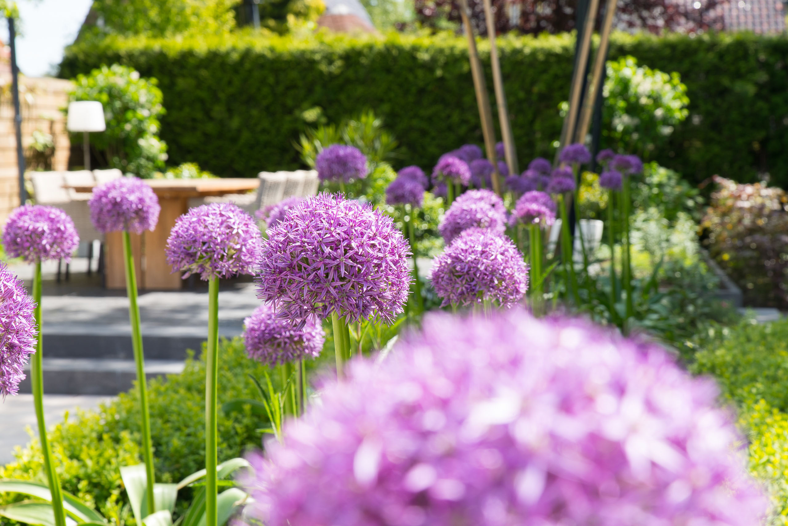 visiovireo_klassiekemodernetuin_steenbergen_003