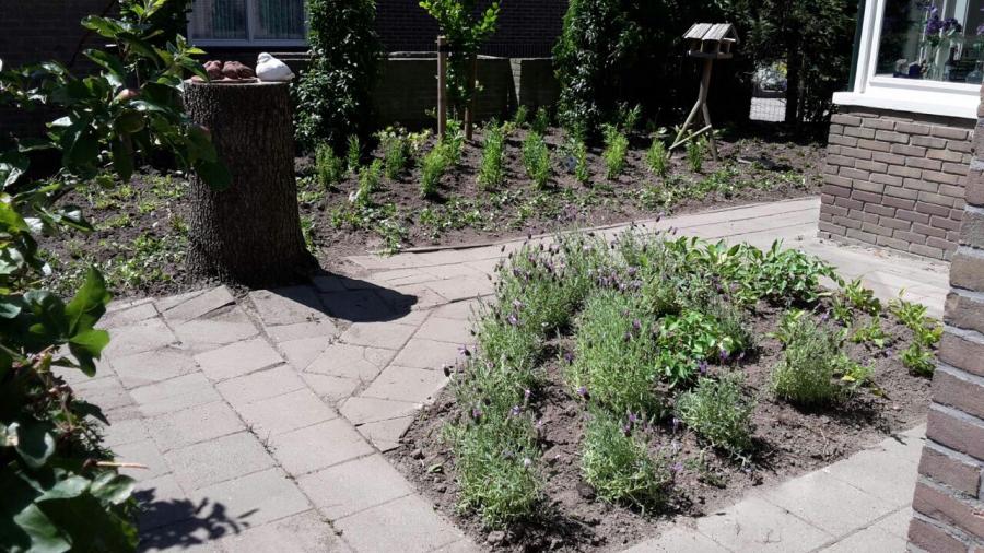 03 c beplanting opperdoes